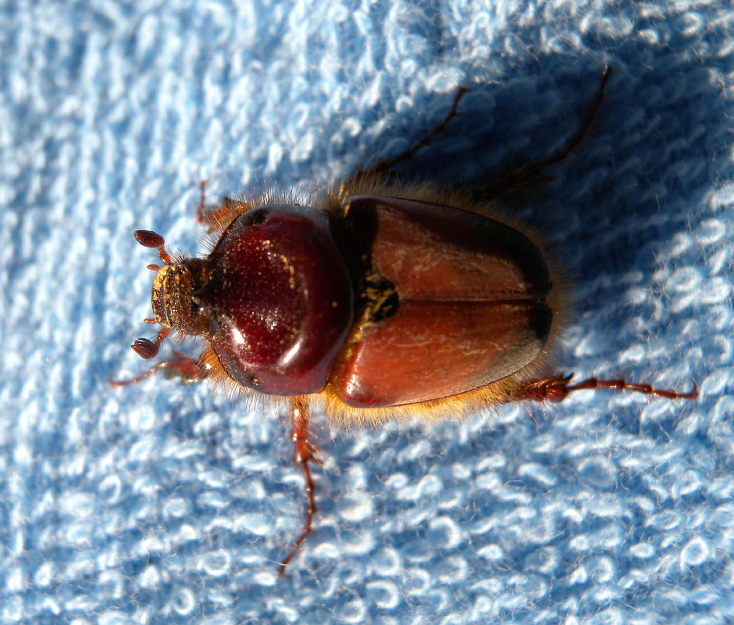 Pachypus sp.